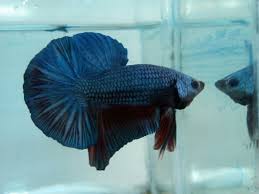 Terimakasih sudah menonton video ini kali ini mas syahrir jalan jalan dan mengenalkan ikan cupang buat kontes juara yang tempatnya di surabaya barat yuk. 8 Ikan Cupang Termahal Dan Terbaik Di Dunia Kolektor Wajib Tau