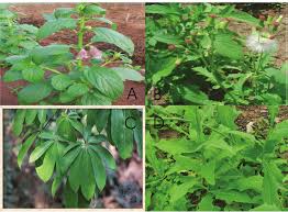 Image result for Ceratotheca sesamoides