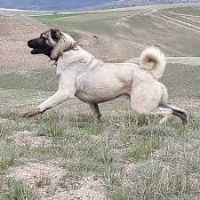 kangal shepherd dog kangal kopegi kopek aslan