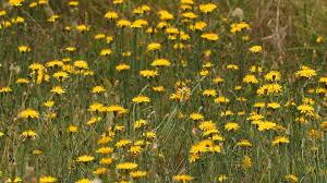 Yellow flowers bring the sunshine to a landscape, even on a cloudy day. This Is Not A Dandelion Kqed