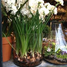Paper Whites In A Giant Vase Planting Flowers Houseplants Growing Flowers