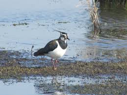 Lapwing