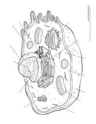 Round organelles surrounded by a membrane and containing digestive enzymes. Animal Cell Diagram Unlabled Tim S Printables