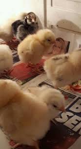 The Bursa Poultry Adli Kullanicinin Whetean Americuanas Panosundaki Pin