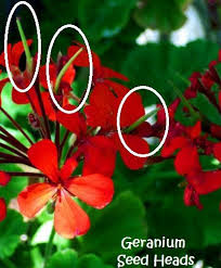 Pin On Flower Garden