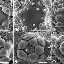 Image result for Viridivia suberosa