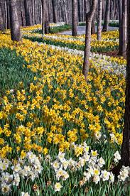 Gibb Gardens Daffodil Gardening Daffodils Forest Garden