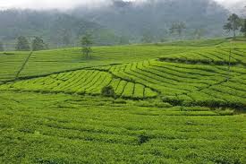 #piknik #liburan #weekend #lembang #bandung #wisatajika anda berencana liburan ke kota bandung terutama ke lembang, jangan lupa menyempatkan untuk menikmati. Kebun Teh Ciater Harga Tiket Masuk Spot Foto Terbaru 2021