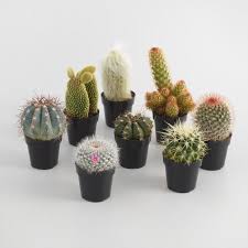Medium (11.6inches x 8inches), small (8inches x 5.5inches) Small Assorted Live Potted Cacti Set Of 3 World Market