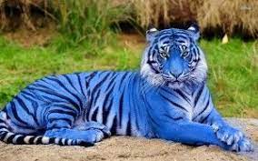 Rare Majestic Blue Tiger Discovered In Amazon Rainforest Tiger Images Tiger Facts Tiger