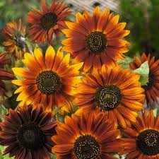 You can have a video visit with a doctor using your phone or computer with sunflower health plan telehealth services. Sunflower Seeds Earthwalker Flower Seeds In Packets Bulk Eden Brothers