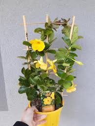 Image result for dipladenie žlutá obrázek