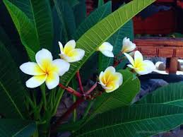 Sweet Frangipani Flowers Blooming In The Garden Of The House Temple Seririt North Bali Indonesia Flower Images Flowers Frangipani