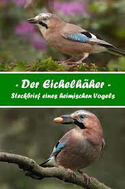 der eichelhaher steckbrief eines vogels heimische vogel einheimische vogel vogel