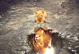 Interpreting The Meaning Of Dreams About Cats And Cats As Dream Symbols Exemplore