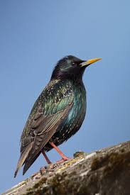 Birds That Start With A U Pin On Backyard Birds