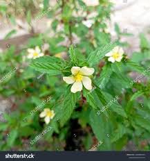 Image result for Malvastrum coromandelianum