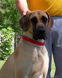The mollosser is a large, solidly built dog, and many molosser breeds are used for search and rescue, such as the saint bernard and greater swiss mountain dog. Pin By Renee Linderoth Your Evening On Great Dane Puppies Akc European American Great Dane Pups For Sale Conroe Texas Great Dane Fawn Great Dane Great Dane Puppy