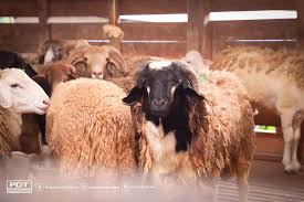 Kualitas hasil susunya bagus untuk minuman kesehatan. Pdt Kunjungi Osman Goat Farm Bagi Melihat Sistem Penternakan Kambing Tenusu Pedaging Permodalan Darul Ta Zim