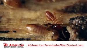 Now we all know a beautiful lawn having a beautiful lawn in southwest florida isn't as difficult or complicated as some people think. Exterminator Harrisburg Pa All American Termite Pest Control