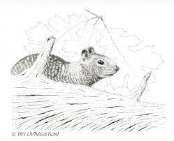 When people think of animal tracks, they usually think of mammal tracks first. Forestry Friday Its The Time Of The Season For Squirrels The Forester Artist