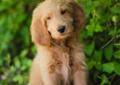 If you are unable to find your goldendoodle puppy in our puppy for sale or dog for sale sections, please consider looking thru thousands of goldendoodle dogs for adoption. Goldendoodle Pets And Animals For Sale North Carolina