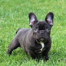 French Bulldog Puppy For Sale In Ojai Ca Adn 57524 On Puppyfinder Com Gender Male Age 4 Months Old Bulldog Puppies French Bulldog Puppies French Bulldog