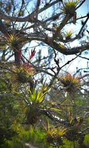 Image result for Volusia resupinata