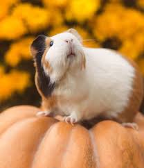 They are also louder so you won't get bored when you have male guinea pigs. Cute Guinea Pig Names 200 Unique Names To Choose From