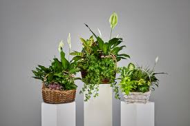 We then add natural accents such as rock, wood, or moss to create a unique mini garden. Dish Gardens Ramsgate Floral Designs
