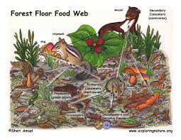 Forest Floor Food Web Exploring Nature Educational Resource Food Web Ecosystems Biomes Project