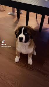 Bernard Mix's Instagram, Twitter & Facebook