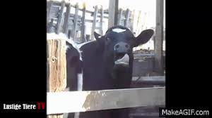Ludolf lustig gif ludolf lustig peter discover share gifs. Witzige Tiere Zum Totlachen