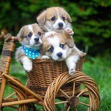 Top family raised pembroke welsh corgi puppies. Pembroke Welsh Corgi Puppies Posts Facebook