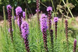 With its royal symbolism, shades of purple are these flowers blossom in shades between magenta and violet with tall clustered blooms. Liatris Spicata A Great Addition To Your Garden