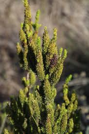 Image result for Anthospermum