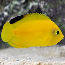 Black And Yellow Fish Saltwater Pin On By The Sea