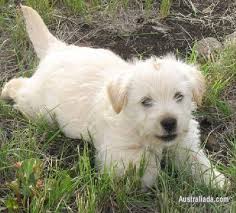 West Highland White X Jack Russell Terrier Puppies Dogs Puppies For Sale In Toowoomba Queensland Australiada Com Mobile 1052