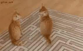 Cat Attack Cats Being Jerks Gif Find Share On Giphy #shut up #biden #joe biden #election 2020. cat attack cats being jerks gif find