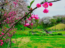 Check spelling or type a new query. Musim Sakura Di Prefektur Kanagawa Kanagawa Japan Travel