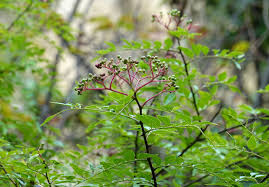 Image result for Zanthoxylum lindense