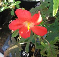 Image result for Abelmoschus