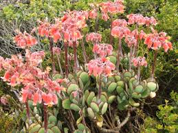 Now less that three years later it has outgrown the family home. Cotyledon Genus Wikipedia