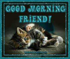 Top 30 Good Morning Cat Gifs Find The Best Gif On Gfycat