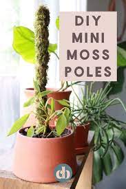 How To Make A Mini Moss Pole For Your Plants Plants Diy Plants Cactus House Plants