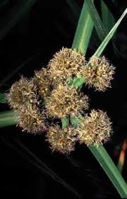 Image result for Oxycaryum