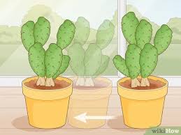 How to treat cochineal scale on cactus. 3 Simple Ways To Get Rid Of Cactus Bugs Wikihow
