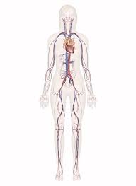 Cardiovascular System Human Veins Arteries Heart