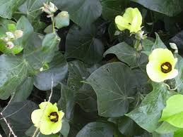 Image result for Huaceae