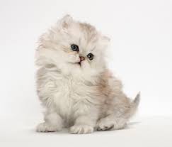 That's why we have compiled this comprehensive list. The Most Popular Persian Cat Breed Names